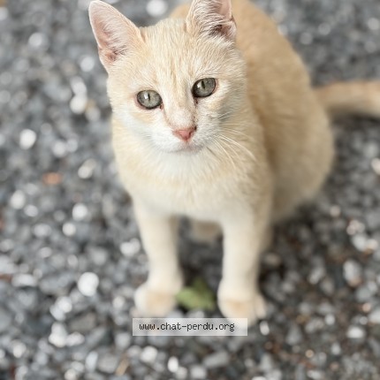 Photo de chat trouvé à L Etrat