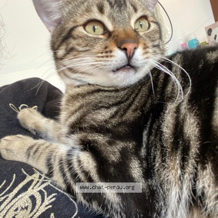 Photo de chat perdu à Ors