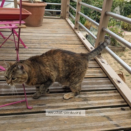 Photo 1/1 Chat trouvé Trouvé à Rennes