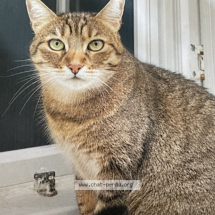 Photo de chat perdu à Longue Jumelles
