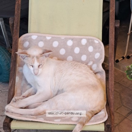 Photo de chat perdu à Ruffec