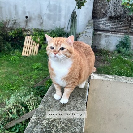 Photo de chat perdu à Alfortville