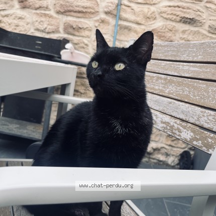 Photo de chat perdu à Tourcoing