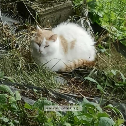 Photo de chat perdu à Roye
