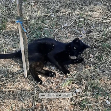 Photo de chat perdu à Bernac