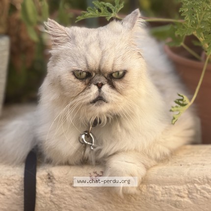 Photo de chat perdu à Argeles Sur Met
