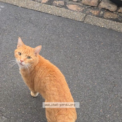 Photo 2/4 Chat retrouvé Trouvé à Ronchin