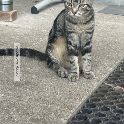 Photo 1/1 Chat trouvé Trouvé à Capdenac Gare