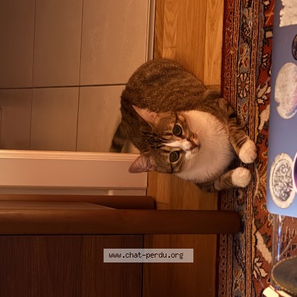 Photo de chat perdu à Antony