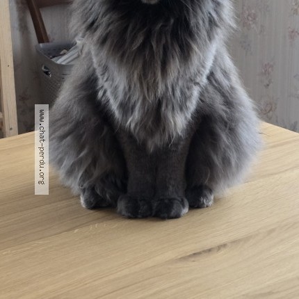 Photo de chat perdu à Jussey