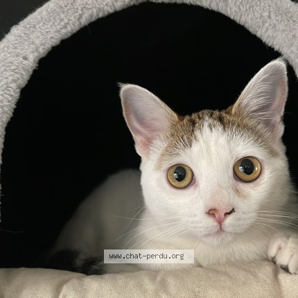 Photo 1/1 SAKURA Chat perdu à Montigny Les Metz