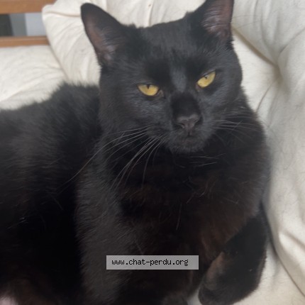 Photo de chat perdu à Anglet