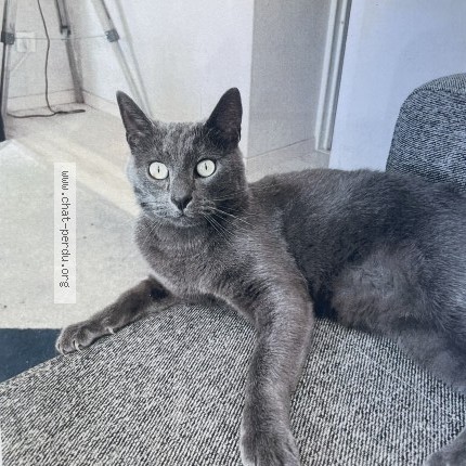Photo 1/1 speedy Chat perdu à Nantes