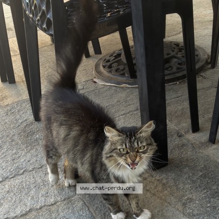 Photo de chat trouvé à Sibiril