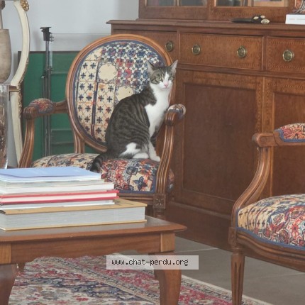 Photo de chat perdu à Lambersart