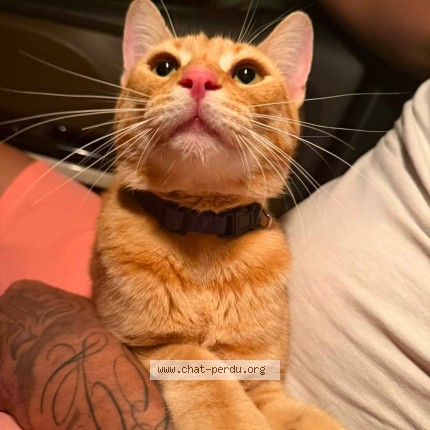 Photo 2/2 Chat trouvé Trouvé à Sully Sur Loire