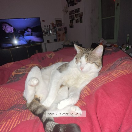 Photo de chat perdu à Angouleme
