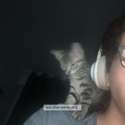 Photo de chat perdu à Le Kremlin Bicetre