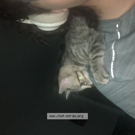 Photo 2/3 Chiiro Chat perdu à Le Kremlin Bicetre