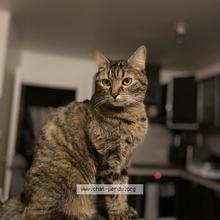 Photo de chat perdu à Fontenay Le Vicomte
