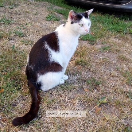 Photo 1/1 Chat trouvé Trouvé à Combiers