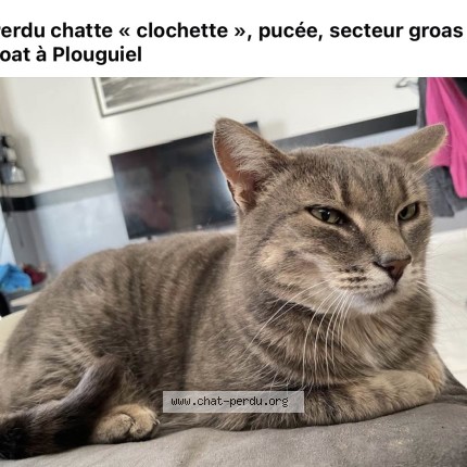 Photo de chat perdu à Plouguiel