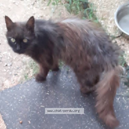 Photo de chat trouvé à Corcoue Sur Logne