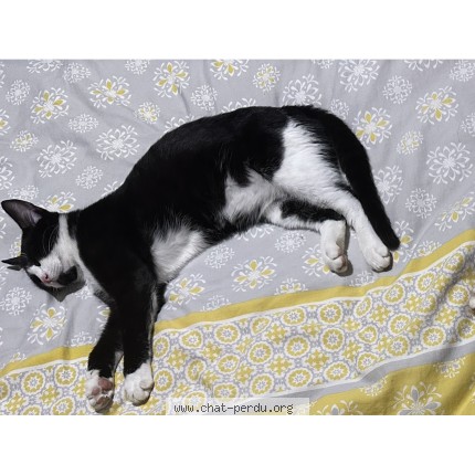 Photo de chat perdu à Mazieres En Mauges