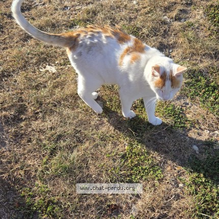 Photo de chat perdu à La Rue Saint Pierre