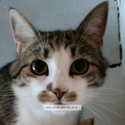 Photo de chat perdu à Suresnes
