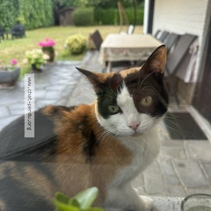 Photo 2/2 Chat retrouvé Trouvé à Steenokkerzeel