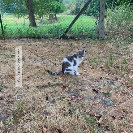 Photo 1/1 Chat trouvé Trouvé à Isneauville