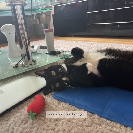 Photo de chat retrouvé à Tourcoing
