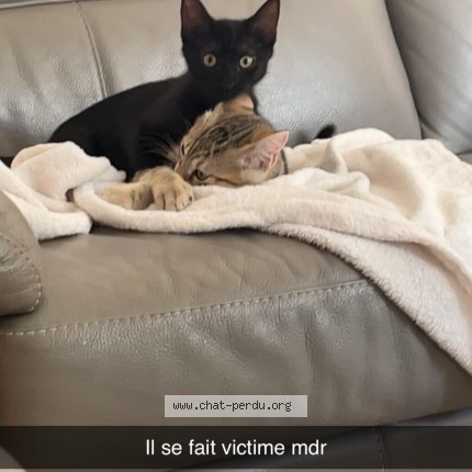 Photo de chat perdu à Le Peage De Roussillon