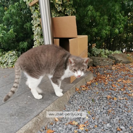 Photo de chat trouvé à Wambrechies