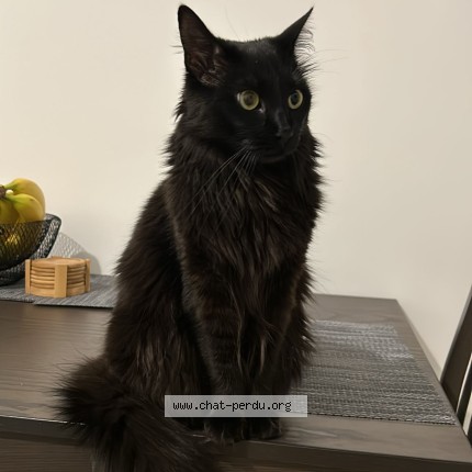 Photo 1/1 Minou Chat perdu à Bagnolet