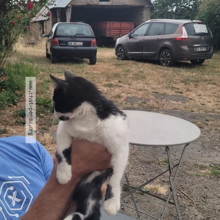 Photo de chat trouvé à Val Couesnon