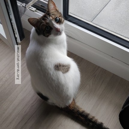 Photo 1/1 Matcha Chat perdu à Rennes