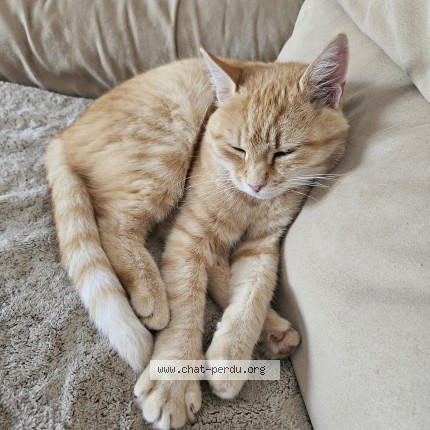 Photo de chat perdu à St Julien Les Villas