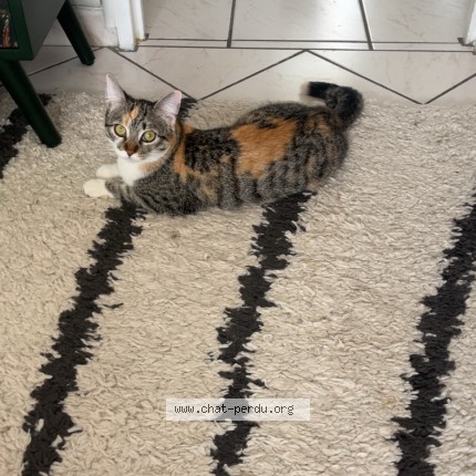 Photo de chat perdu à Merignac