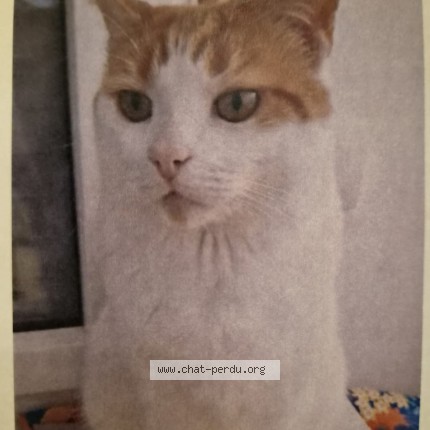 Photo de chat perdu à Rambouillet
