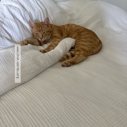 Photo de chat perdu à Herbeys