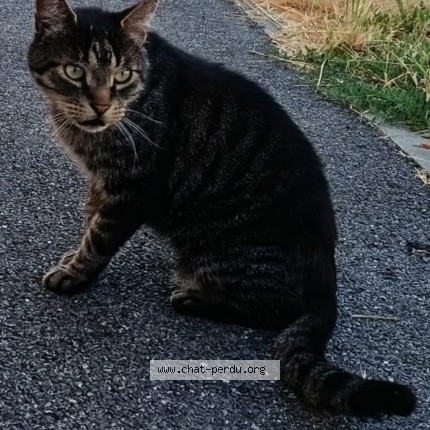 Photo de chat perdu à Campbon