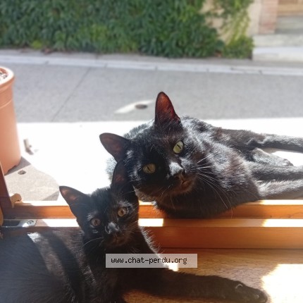 Photo 1/1 salem Chat perdu à Saint Felix Lauragais