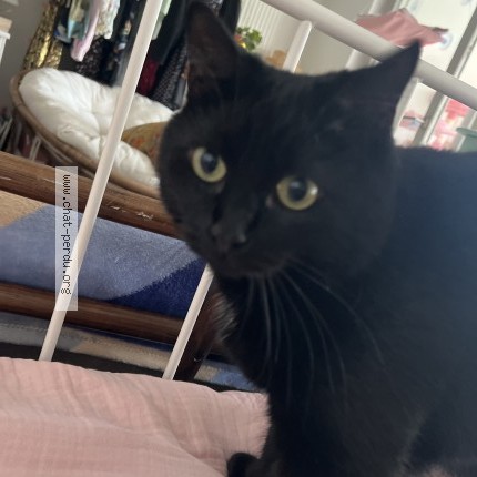 Photo de chat retrouvé à Chatenois