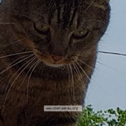Photo de chat perdu à St Jean De Luz