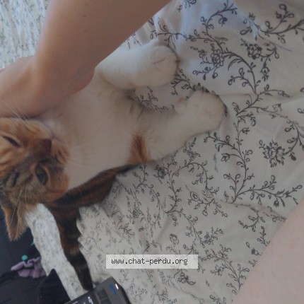 Photo de chat perdu à Bois Colombes