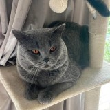 timba