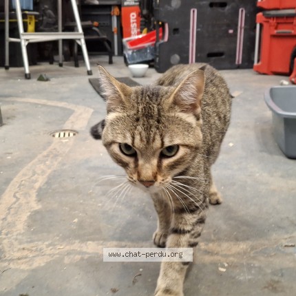 Photo 1/1 Chat trouvé Trouvé à Sainte Anne De Sorel