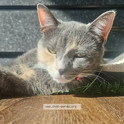 Photo 1/1 Mia Chat perdu à Saint Eustache